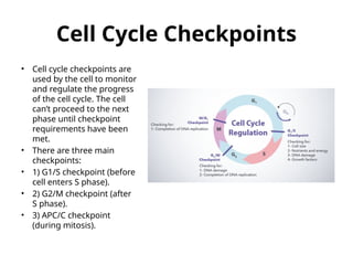 Comprehensive Overview of Cell Cycle Regulation and Control Mechanisms ...