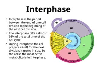 Comprehensive Overview of Cell Cycle Regulation and Control Mechanisms ...