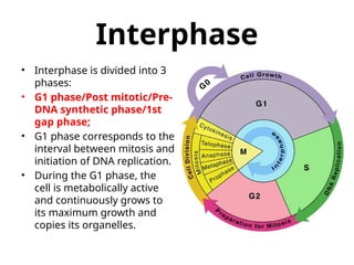 Interphaze Comprehensive Overview of Cell Cycle Regulation and Control Mechanisms ...