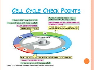 Cell Cycle R Point Cell Cycle Regulation | PPTX