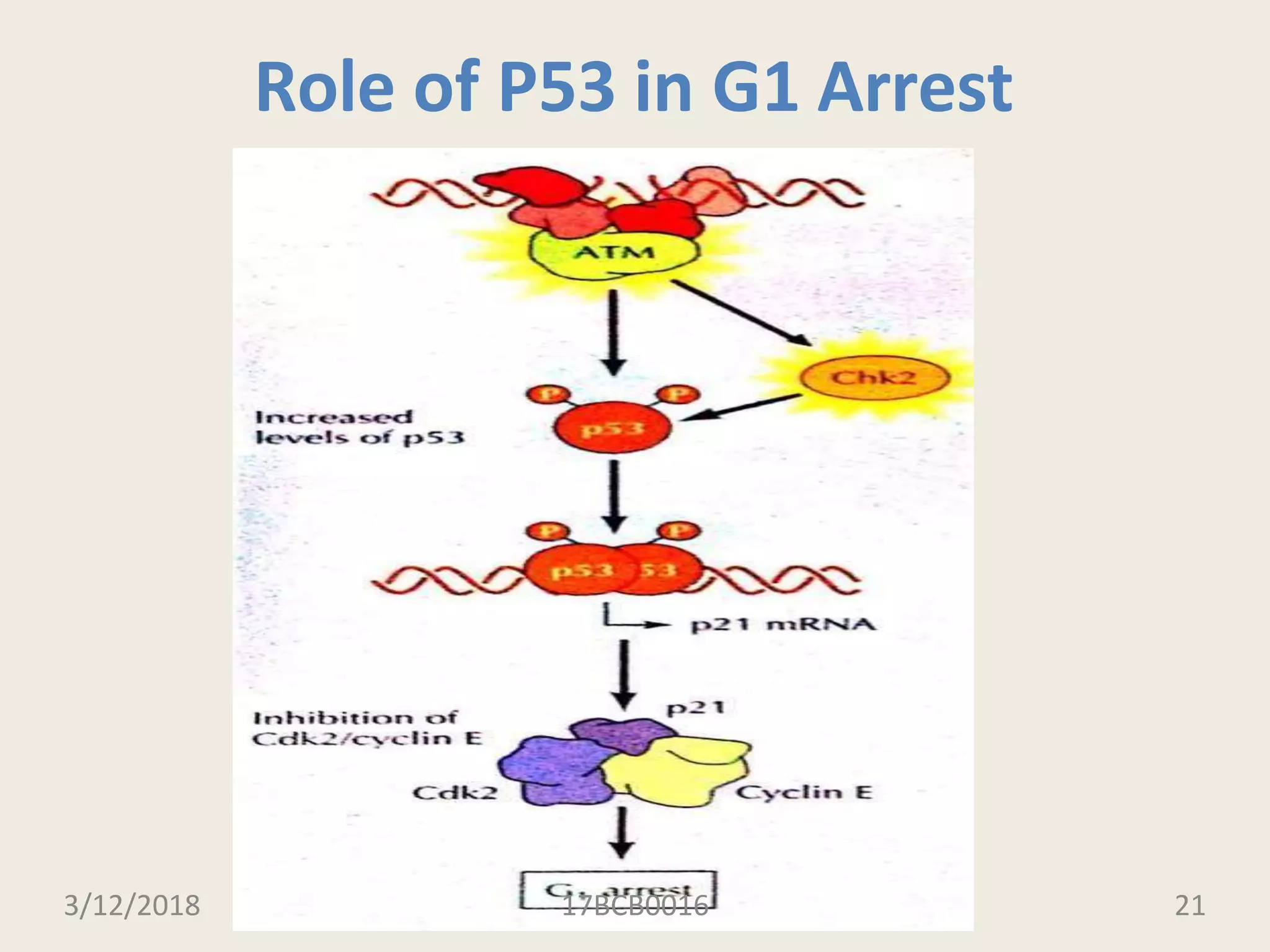 Role of P53 in G1 Arrest
3/12/2018 17BCB0016 21
 