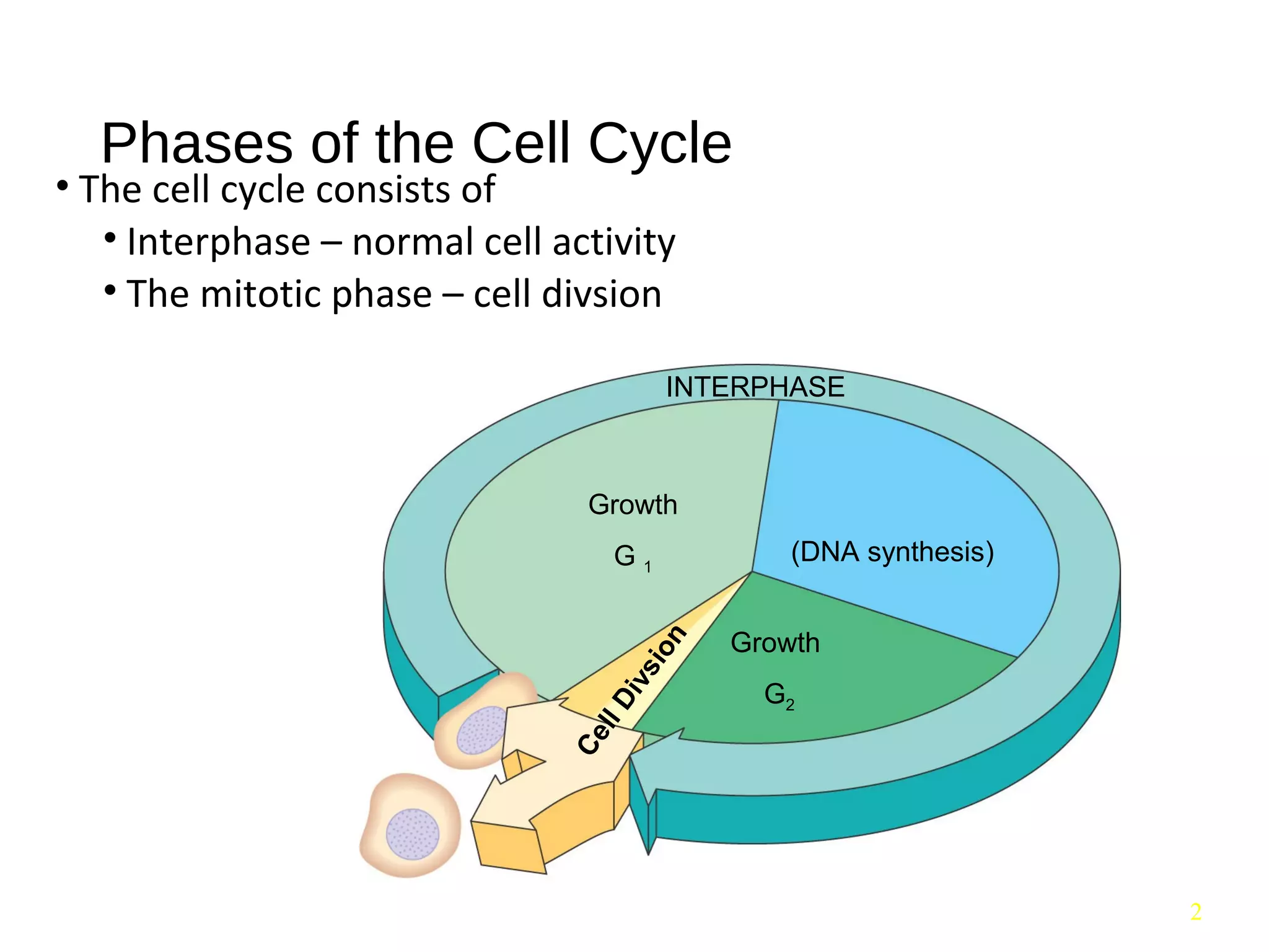 Cell cycle, its regulation and checkpoints | PPT
