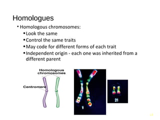 Cell cycle, its regulation and checkpoints | PPT