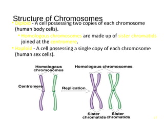 Cell cycle, its regulation and checkpoints | PPT