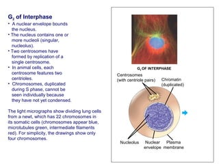 Cell cycle, its regulation and checkpoints | PPT