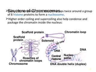 Cell cycle, its regulation and checkpoints | PPT