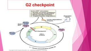 Cell cycle regulation ppt | PPTX