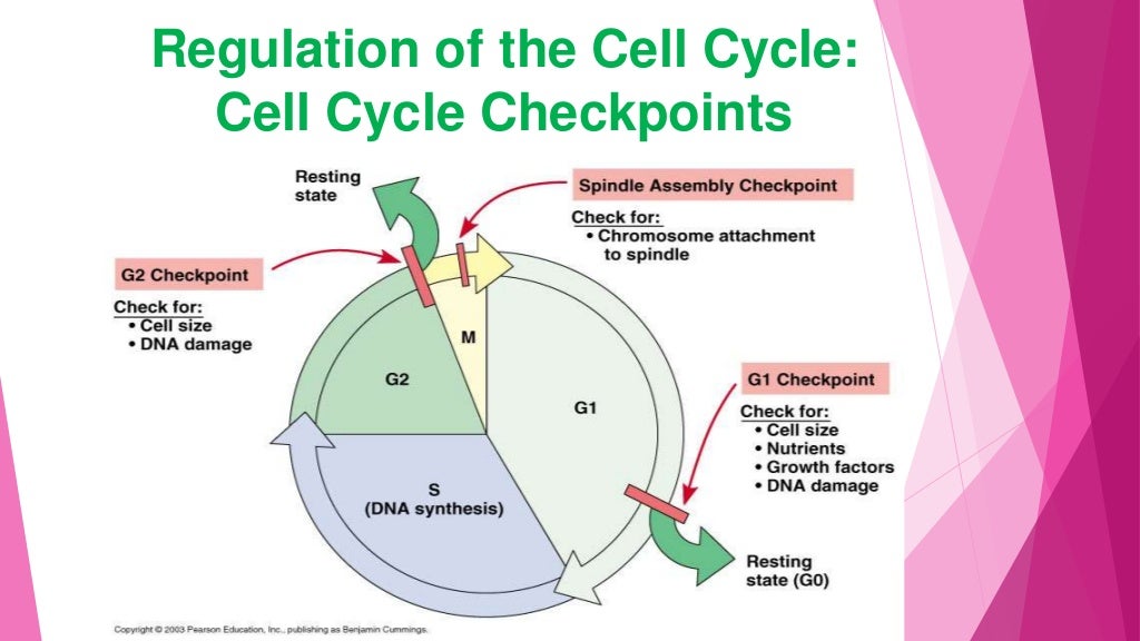 Cell cycle regulation ppt Biology Diagrams