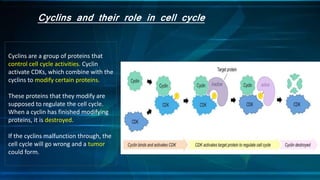 Cyclins and their role in cell cycle
Cyclins are a group of proteins that
control cell cycle activities. Cyclin
activate CDKs, which combine with the
cyclins to modify certain proteins.
These proteins that they modify are
supposed to regulate the cell cycle.
When a cyclin has finished modifying
proteins, it is destroyed.
If the cyclins malfunction through, the
cell cycle will go wrong and a tumor
could form.
 