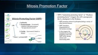 Mitosis Promotion Factor
 