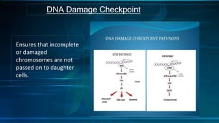 DNA Damage Checkpoint
Ensures that incomplete
or damaged
chromosomes are not
passed on to daughter
cells.
 