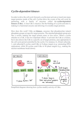 Cyclin-dependent kinases
In order to drive the cell cycle forward, a cyclin must activate or inactivate many
target proteins inside of the cell. Cyclins drive the events of the cell cycle by
partnering with a family of enzymes called the cyclin-dependent
kinases (Cdks). A lone Cdk is inactive, but the binding of a cyclin activates it,
making it a functional enzyme and allowing it to modify target proteins.
How does this work? Cdks are kinases, enzymes that phosphorylate (attach
phosphate groups to) specific target proteins. The attached phosphate group acts
like a switch, making the target protein more or less active. When a cyclin
attaches to a Cdk, it has two important effects: it activates the Cdk as a kinase,
but it also directs the Cdk to a specific set of target proteins, ones appropriate to
the cell cycle period controlled by the cyclin. For instance, G_11start subscript,
1, end subscript/S cyclins send Cdks to S phase targets (e.g., promoting DNA
replication), while M cyclins send Cdks to M phase targets (e.g., making the
nuclear membrane break down).
Simplified diagram showing how cyclins modify activity of Cdks.
 
