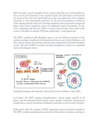 MPF provides a good example of how cyclins and Cdks can work together to
drive a cell cycle transition. Like a typical cyclin, M cyclin stays at low levels
for much of the cell cycle, but builds up as the cell approaches the G_22start
subscript, 2, end subscript/M transition. As M cyclin accumulates, it binds to
Cdks already present in the cell, forming complexes that are poised to trigger M
phase. Once these complexes receive an additional signal (essentially, an all-
clear confirming that the cell’s DNA is intact), they become active and set the
events of M phase in motion^{7}7start superscript, 7, end superscript.
The MPF complexes add phosphate tags to several different proteins in the
nuclear envelope, resulting in its breakdown (a key event of early M phase), and
also activate targets that promote chromosome condensation and other M phase
events. The role of MPF in nuclear envelope breakdown is shown in simplified
form in the diagram below.
Simplified diagram showing how Cdk and M cyclin combine to form MPF.
Left panel: The MPF complex phosphorylates various targets specific to M
phase, and the phosphorylated targets cause spindle formation, chromosome
condensation, nuclear membrane breakdown, and other events of early M phase.
Right panel: Specific example of MPF triggering nuclear envelope breakdown.
The MPF complex phosphorylates proteins in the nuclear envelope, resulting in
 
