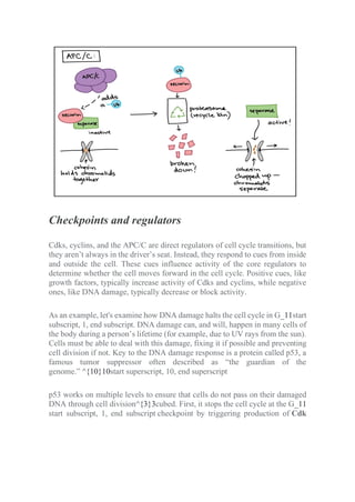 Checkpoints and regulators
Cdks, cyclins, and the APC/C are direct regulators of cell cycle transitions, but
they aren’t always in the driver’s seat. Instead, they respond to cues from inside
and outside the cell. These cues influence activity of the core regulators to
determine whether the cell moves forward in the cell cycle. Positive cues, like
growth factors, typically increase activity of Cdks and cyclins, while negative
ones, like DNA damage, typically decrease or block activity.
As an example, let's examine how DNA damage halts the cell cycle in G_11start
subscript, 1, end subscript. DNA damage can, and will, happen in many cells of
the body during a person’s lifetime (for example, due to UV rays from the sun).
Cells must be able to deal with this damage, fixing it if possible and preventing
cell division if not. Key to the DNA damage response is a protein called p53, a
famous tumor suppressor often described as “the guardian of the
genome.” ^{10}10start superscript, 10, end superscript
p53 works on multiple levels to ensure that cells do not pass on their damaged
DNA through cell division^{3}3cubed. First, it stops the cell cycle at the G_11
start subscript, 1, end subscript checkpoint by triggering production of Cdk
 
