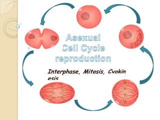 AsexualCell Cycle reproduction Interphase, Mitosis, Cyokinesis 