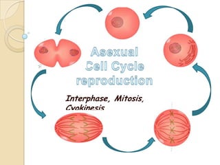 AsexualCell Cycle reproduction Interphase, Mitosis, Cyokinesis 