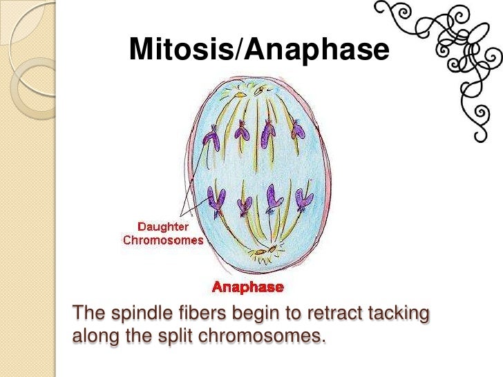 Asexual Cell cycle reproduction