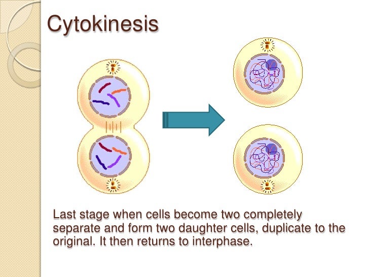 Asexual Cell cycle reproduction