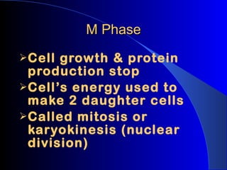 M Phase Cell growth & protein production stop Cell’s energy used to make 2 daughter cells Called mitosis or karyokinesis (nuclear division) 