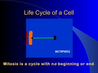 Life Cycle of a Cell Mitosis is a cycle with n o  beginning or end . 