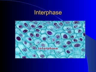 Interphase 