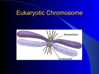 Eukaryotic Chromosome 