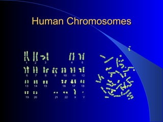 Human Chromosomes 