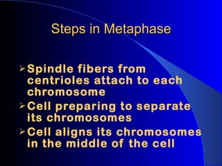 Steps in Metaphase Spindle fibers from centrioles attach to each chromosome Cell preparing to separate its chromosomes Cell aligns its chromosomes in the middle of the cell 