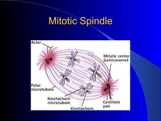 Mitotic Spindle 