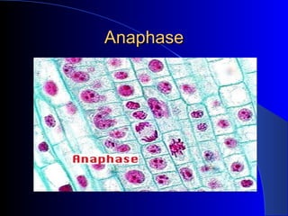 Anaphase 