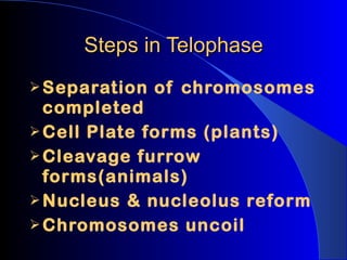 Steps in Telophase Separation of chromosomes completed Cell Plate forms (plants) Cleavage furrow forms(animals) Nucleus & nucleolus reform Chromosomes uncoil 