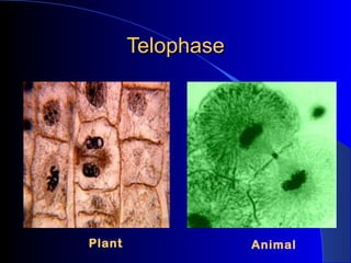 Telophase         Plant              Animal 