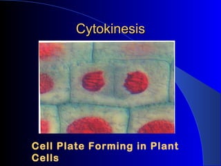 Cytokinesis Cell Plate Forming in Plant Cells 
