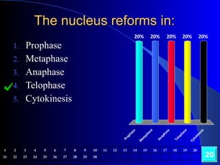 The nucleus reforms in: Prophase Metaphase Anaphase Telophase Cytokinesis 20 1 2 3 4 5 6 7 8 9 10 11 12 13 14 15 16 17 18 19 20 21 22 23 24 25 26 27 28 29 30 