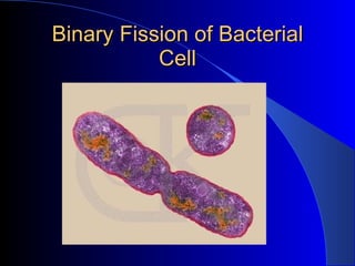Binary Fission of Bacterial Cell 