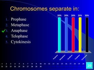 Chromosomes separate in: Prophase Metaphase Anaphase Telophase Cytokinesis 20 1 2 3 4 5 6 7 8 9 10 11 12 13 14 15 16 17 18 19 20 21 22 23 24 25 26 27 28 29 30 