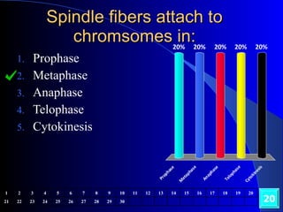 Spindle fibers attach to chromsomes in: Prophase Metaphase Anaphase Telophase Cytokinesis 20 1 2 3 4 5 6 7 8 9 10 11 12 13 14 15 16 17 18 19 20 21 22 23 24 25 26 27 28 29 30 