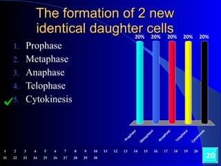 The formation of 2 new identical daughter cells Prophase Metaphase Anaphase Telophase Cytokinesis 20 1 2 3 4 5 6 7 8 9 10 11 12 13 14 15 16 17 18 19 20 21 22 23 24 25 26 27 28 29 30 