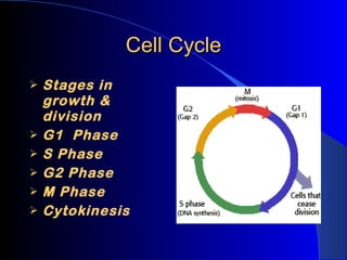 Cell Cycle Stages in growth & division G1  Phase S Phase G2 Phase M Phase Cytokinesis 