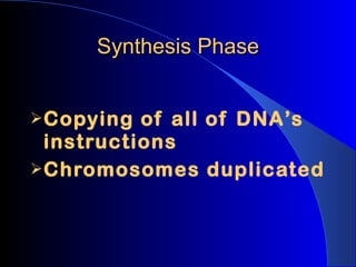 Synthesis Phase Copying of all of DNA’s instructions Chromosomes duplicated 