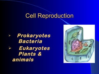 Cell Reproduction ,[object Object],[object Object]