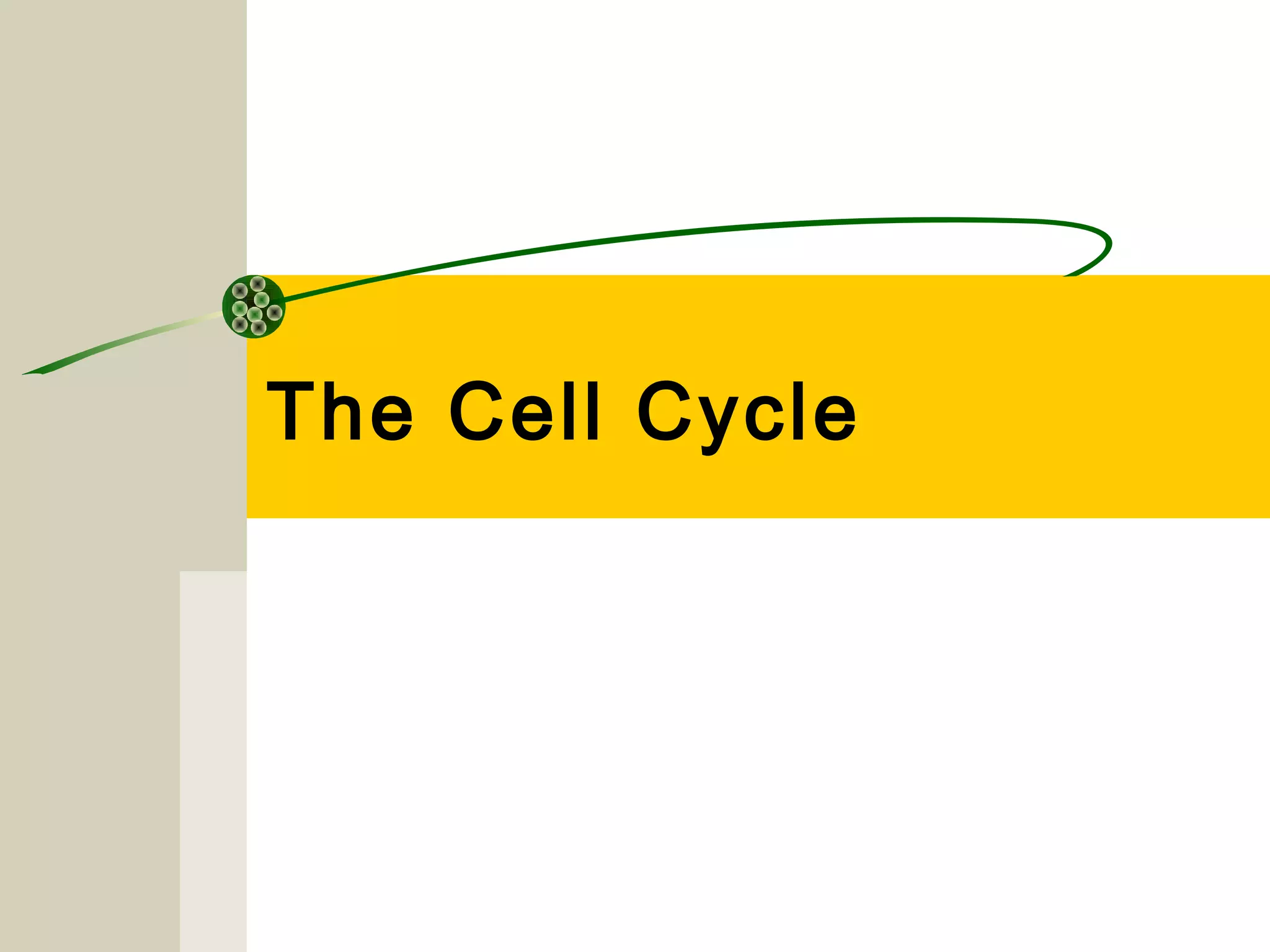 Cell cycle slides for Moodle Biology Diagrams