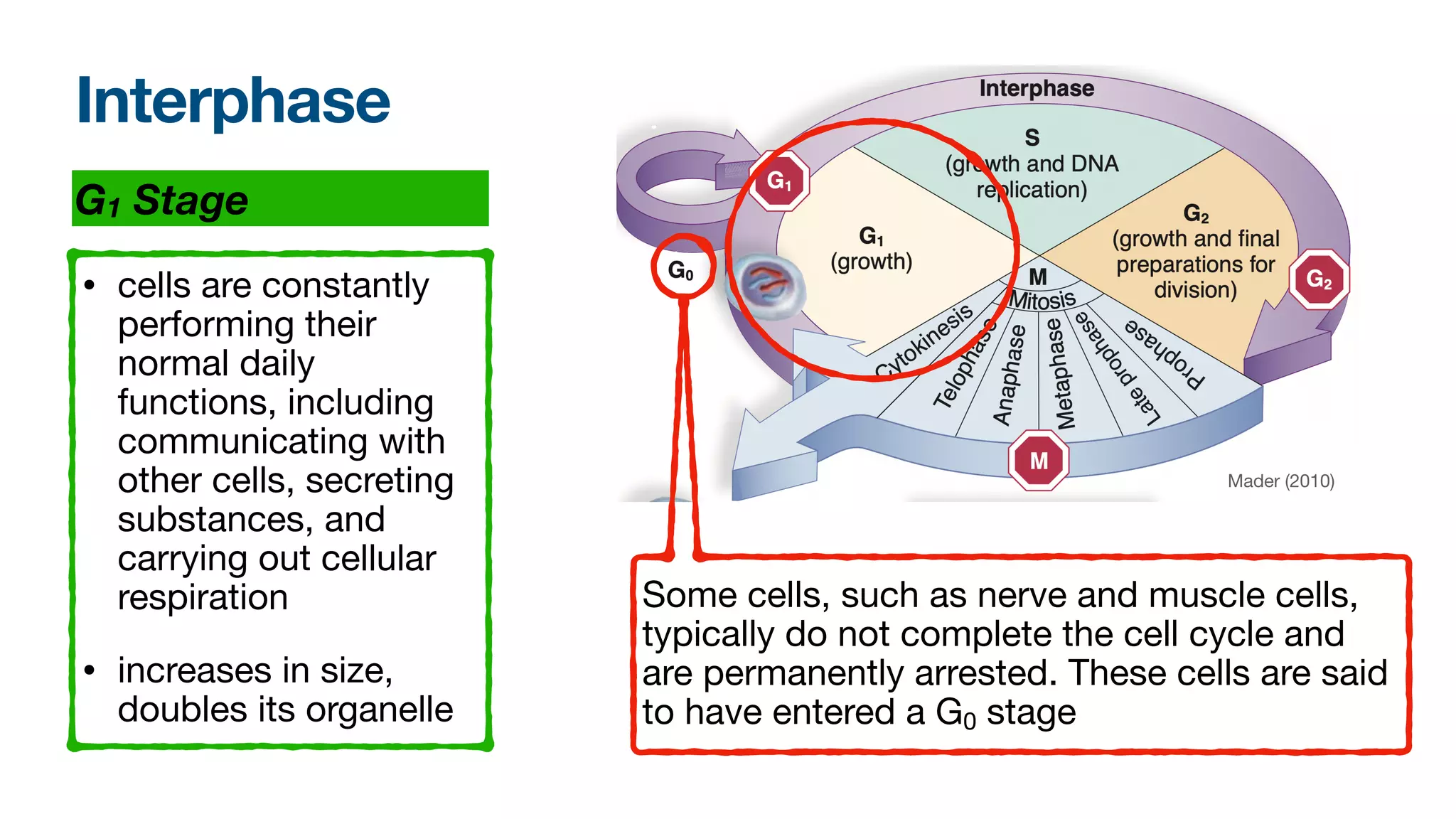 The Cell Cycle and Cellular Reproduction | PDF