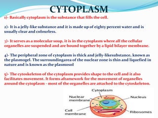 CYTOPLASM
1)- Basically cytoplasm is the substance that fills the cell.
2)- It is a jelly-like substance and it is made up of eighty percent water and is
usually clear and colourless.
3)- It serves as a molecular soup, it is in the cytoplasm where all the cellular
organelles are suspended and are bound together by a lipid bilayer membrane.
4)- The peripheral zone of cytoplasm is thick and jelly-likesubstance, known as
the plasmogel. The surroundingarea of the nuclear zone is thin and liquefied in
nature and is known as the plasmosol
5)- The cytoskeleton of the cytoplasm provides shape to the cell and it also
facilitates movement. It forms aframework for the movement of organelles
around the cytoplasm - most of the organelles are attached to the cytoskeleton.
 