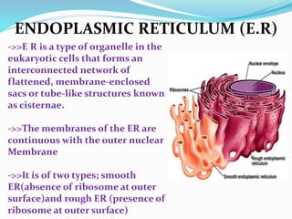 ENDOPLASMIC RETICULUM (E.R)
->>E R is a type of organelle in the
eukaryotic cells that forms an
interconnected network of
flattened, membrane-enclosed
sacs or tube-like structures known
as cisternae.
->>The membranes of the ER are
continuous with the outer nuclear
Membrane
->>It is of two types; smooth
ER(absence of ribosome at outer
surface)and rough ER (presence of
ribosome at outer surface)
 