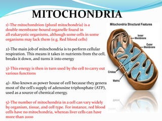 1)-The mitochondrion (plural mitochondria) is a
double membrane-bound organelle found in
all eukaryotic organisms, although some cells in some
organisms may lack them (e.g. Red blood cells)
2)-The main job of mitochondria is to perform cellular
respiration. This means it takes in nutrients from the cell,
breaks it down, and turns it into energy
3)-This energy is then in turn used by the cell to carry out
various functions
4)- Also known as power house of cell because they generate
most of the cell's supply of adenosine triphosphate (ATP),
used as a source of chemical energy.
5)-The number of mitochondria in a cell can vary widely
by organism, tissue, and cell type. For instance, red blood
cells have no mitochondria, whereas liver cells can have
more than 2000
MITOCHONDRIA
 