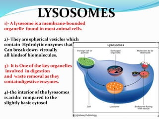 LYSOSOMES
1)- A lysosome is a membrane-bounded
organelle found in most animal cells.
2)- They are spherical vesicles which
contain Hydrolytic enzymes that
Can break down virtually
all kindsof biomolecules.
3)- It is One of the key organelles
involved in digestion
and waste removal as they
containdigestive enzymes.
4)-the interior of the lysosomes
is acidic compared to the
slightly basic cytosol
 