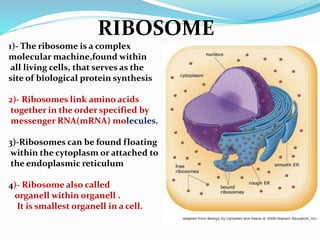 RIBOSOME
1)- The ribosome is a complex
molecular machine,found within
all living cells, that serves as the
site of biological protein synthesis
2)- Ribosomes link amino acids
together in the order specified by
messenger RNA(mRNA) molecules.
3)-Ribosomes can be found floating
within the cytoplasm or attached to
the endoplasmic reticulum
4)- Ribosome also called
organell within organell .
It is smallest organell in a cell.
 