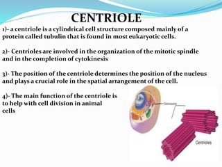 CENTRIOLE
1)- a centriole is a cylindrical cell structure composed mainly of a
protein called tubulin that is found in most eukaryotic cells.
2)- Centrioles are involved in the organization of the mitotic spindle
and in the completion of cytokinesis
3)- The position of the centriole determines the position of the nucleus
and plays a crucial role in the spatial arrangement of the cell.
4)- The main function of the centriole is
to help with cell division in animal
cells
 