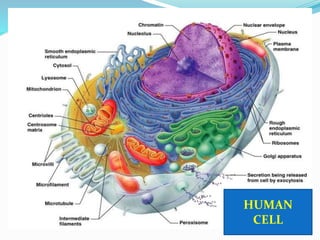Cell
is the
structural &
functional unit
of living organismHUMAN
CELL
 